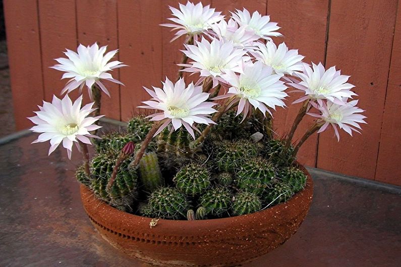 Cacti tự làm - Ảnh