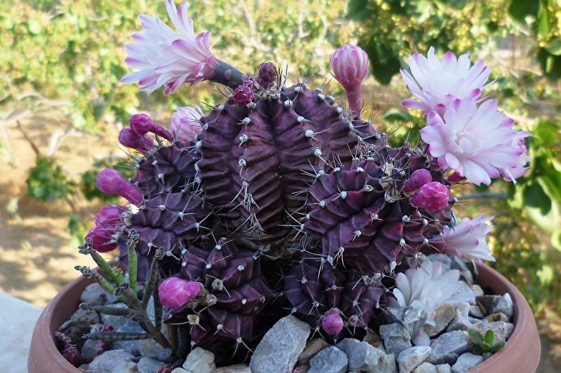 Zelfgemaakte cactussen - foto