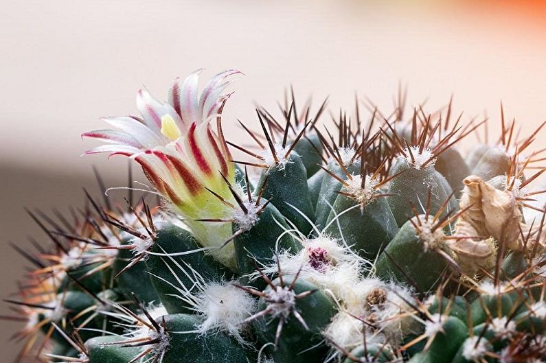 Cacti tự làm - Ảnh