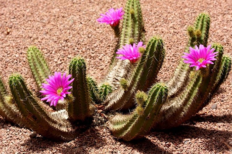 Zelfgemaakte cactussen - foto