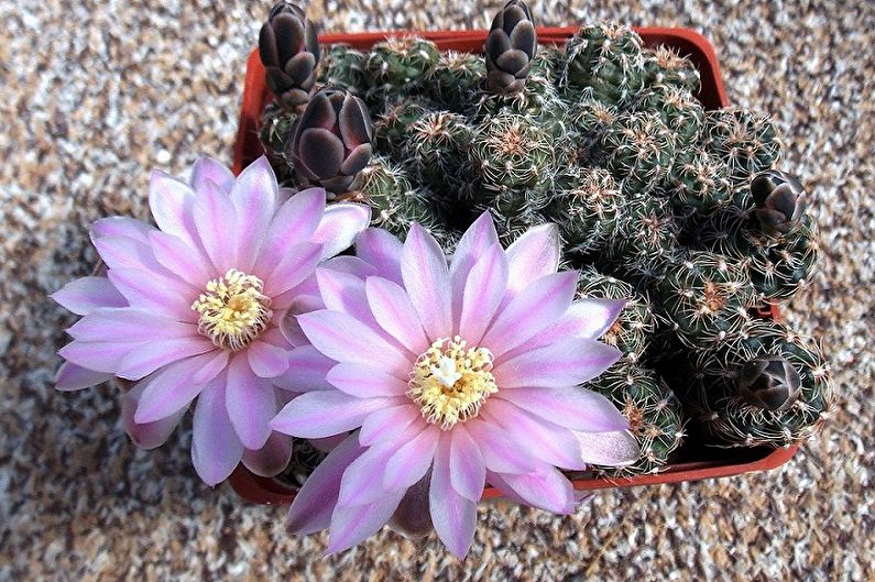 Cacti tự làm - Ảnh