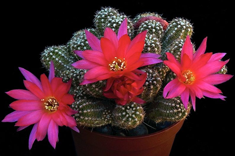 Cacti tự làm - Ảnh