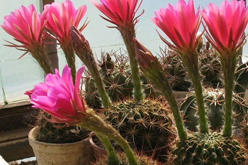 Cacti tự làm - Ảnh