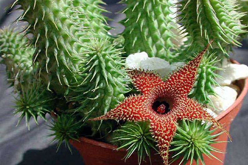 Cacti tự làm - Ảnh