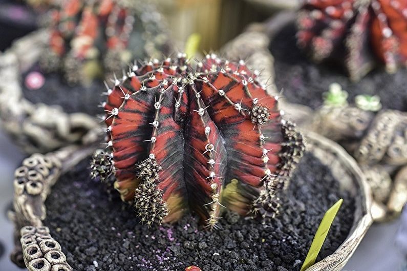 Zelfgemaakte cactussen - foto