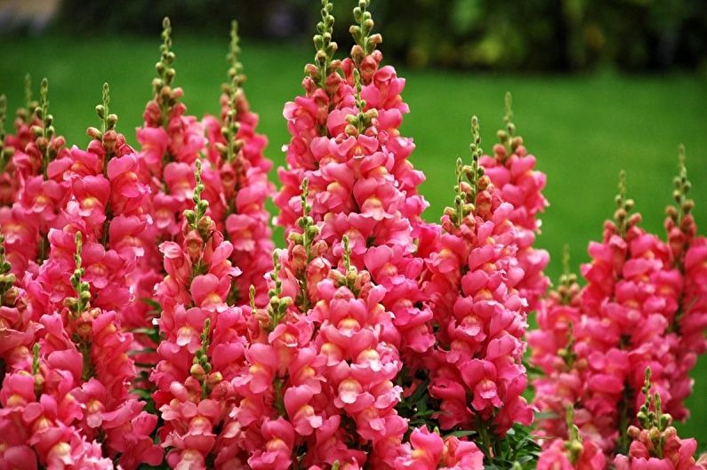 Snapdragon - Γενικά χαρακτηριστικά