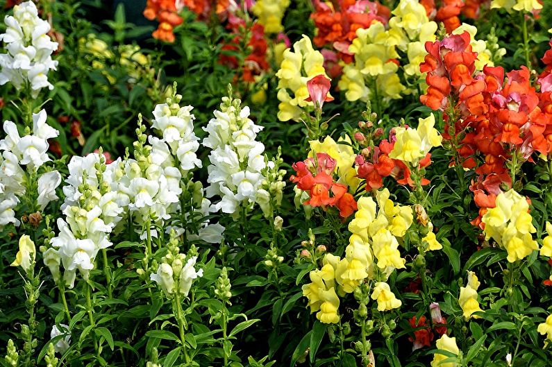 Snapdragon - polovica ili sredina