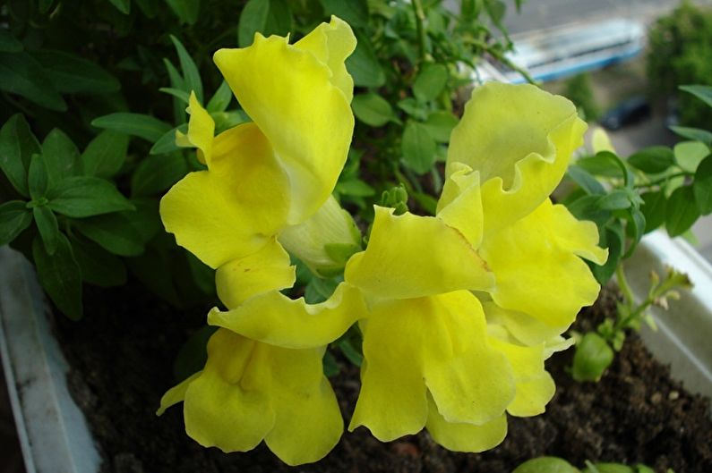 Rūpinimasis snapdragonais