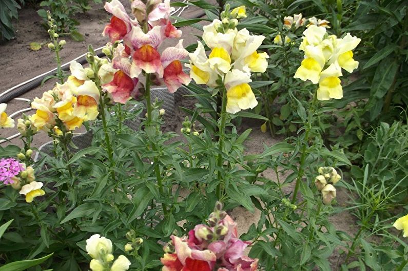 Chăm sóc snapdragons