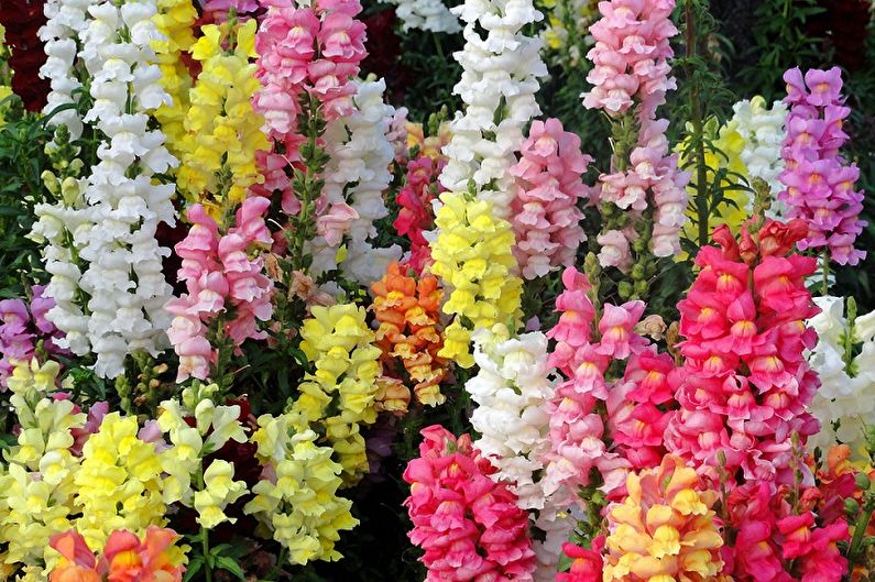 Snapdragon - fotografie