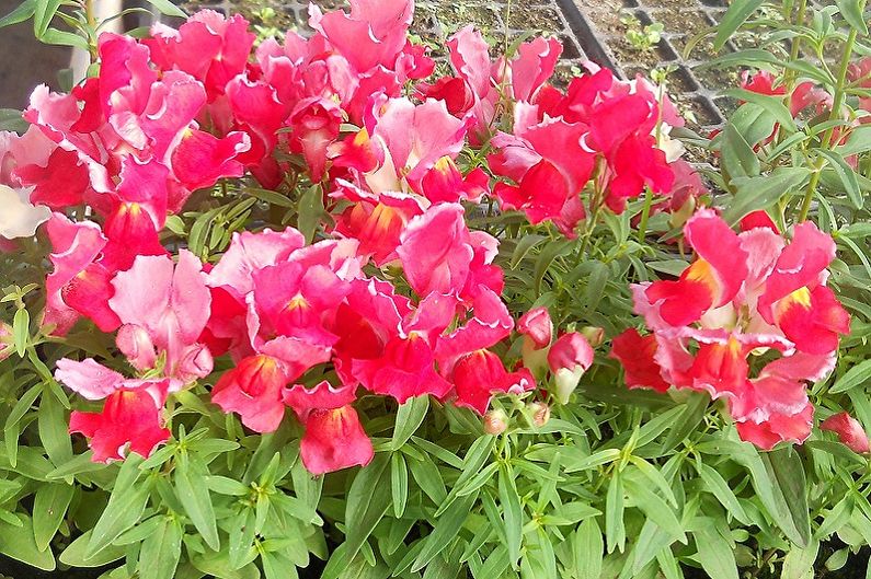 Snapdragon - ảnh