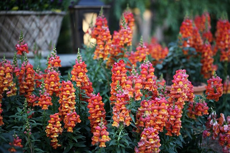 Snapdragon - fotografie