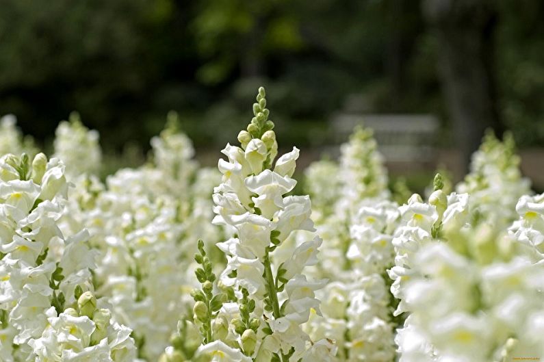 Snapdragon - fotografie