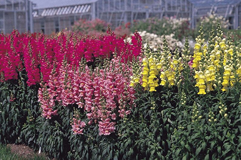 Snapdragon - fotografie