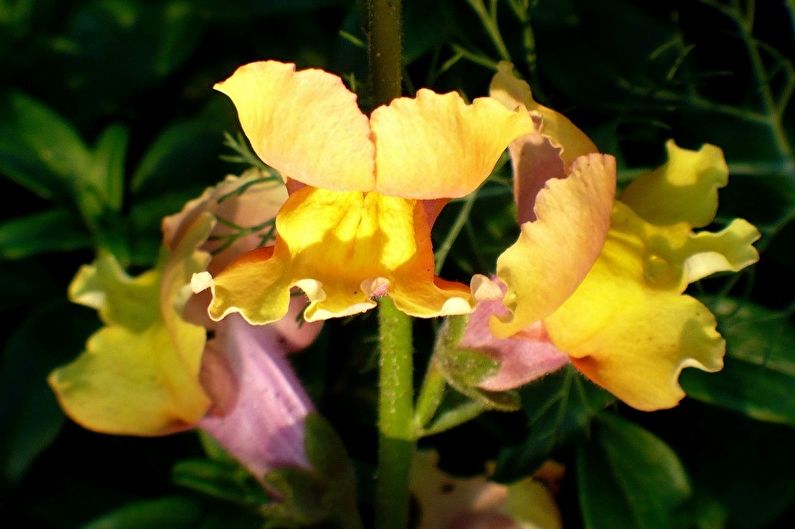 Snapdragon - fotografie