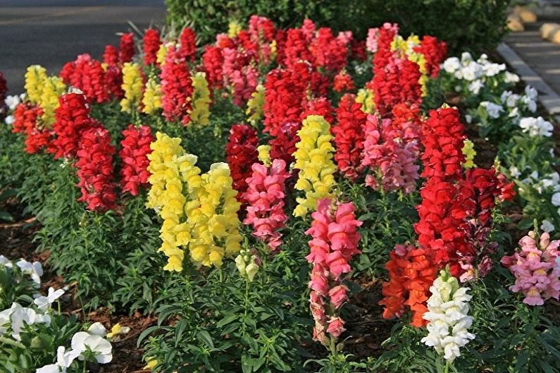 Snapdragon - fénykép