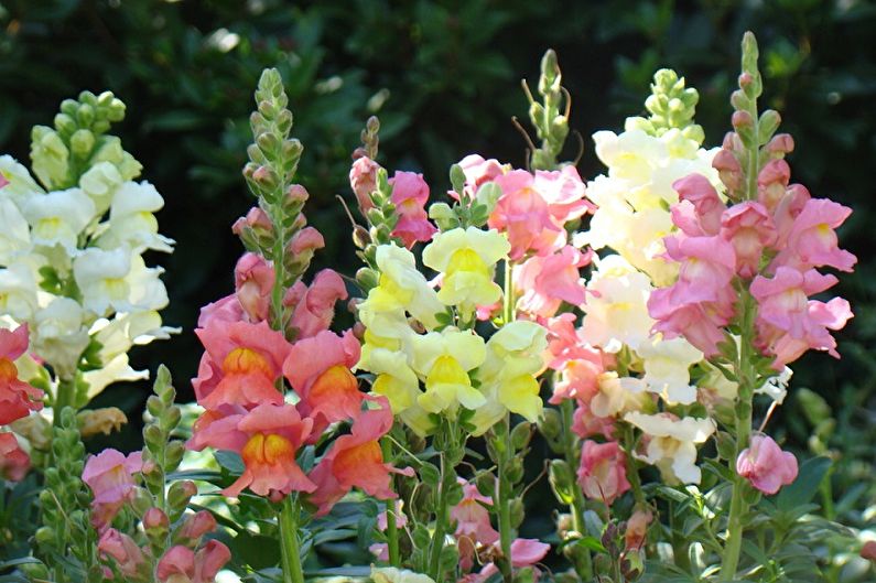 Snapdragon - fotografie