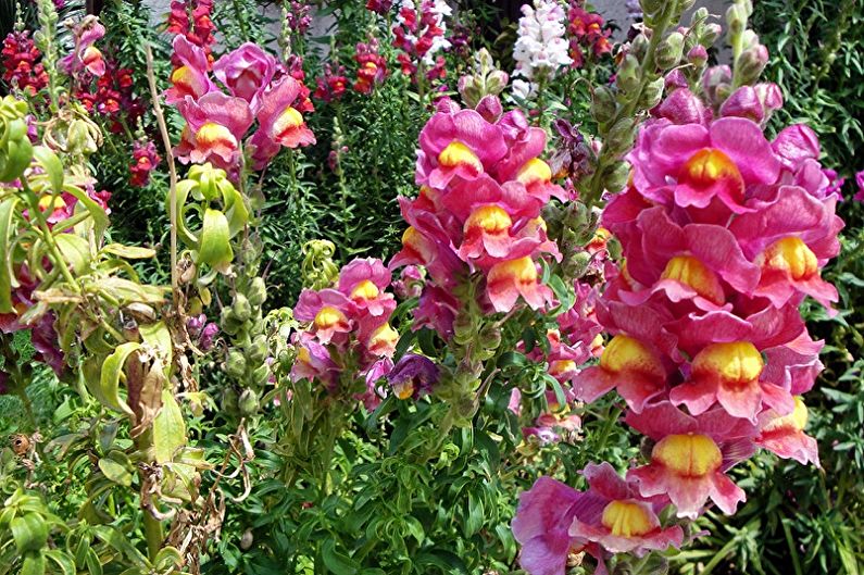 Snapdragon - fotografie