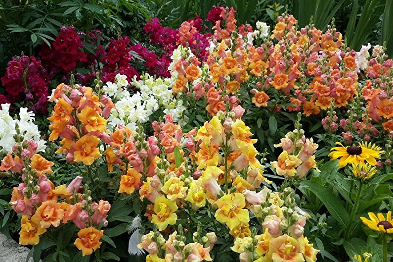 Snapdragon - fénykép