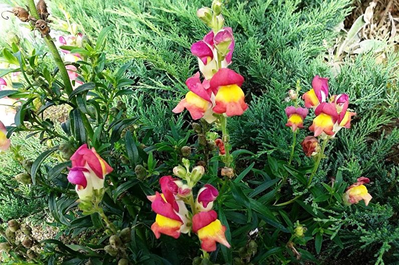 Snapdragon - foto