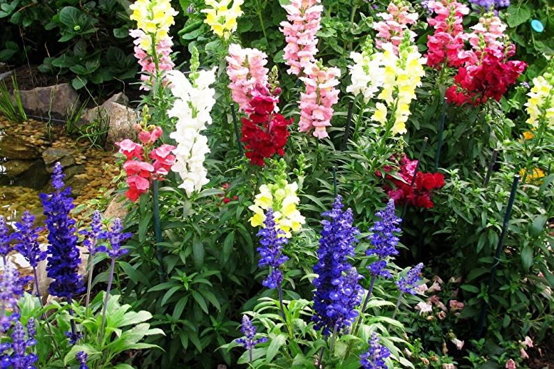 Snapdragon - fénykép