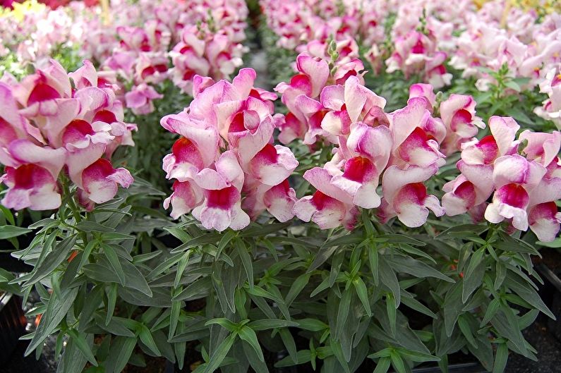 Snapdragon - foto