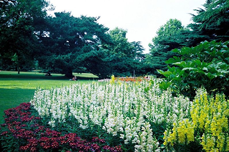 Snapdragon - fotografie