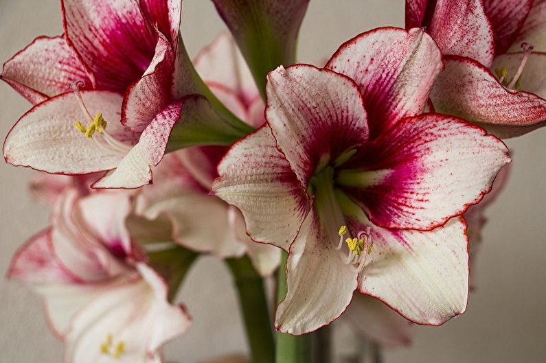 Hippeastrum (55 fotos): tipos e cuidados