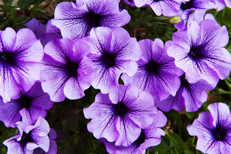 Petunia (65 foton): odling och vård