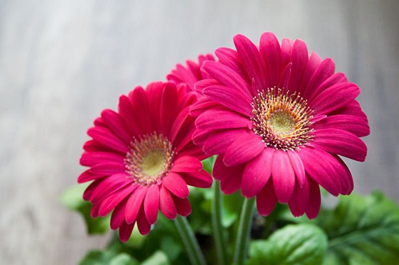 Gerbera (70 fotoğraf): türleri ve bakımı