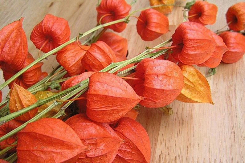 Physalis (70 foton): typer och vård