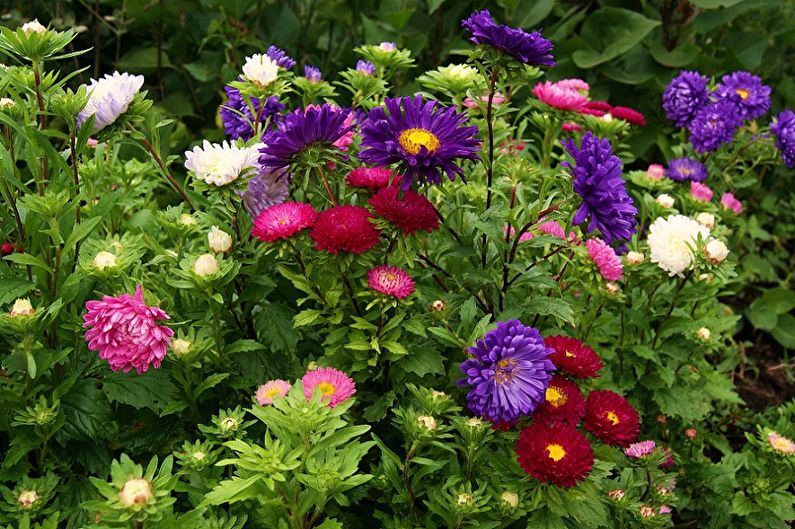 Asters (90 photos of flowers): description, types and care