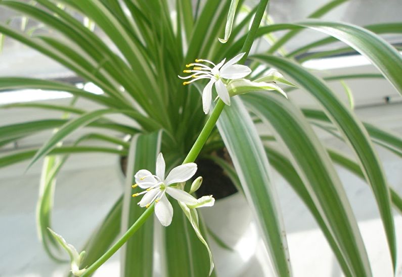 Chlorophytum (50 fotoğraf): türleri ve bakımı