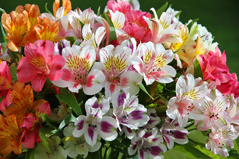 Alstroemeria (70 fotoğraf): türleri ve bakımı