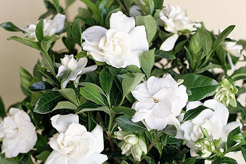 Gardenia (85 fotos): tipos y cuidados