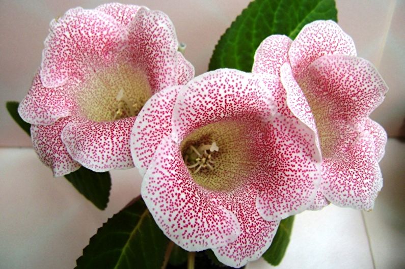 Gloxinia (80 photos): types et soins