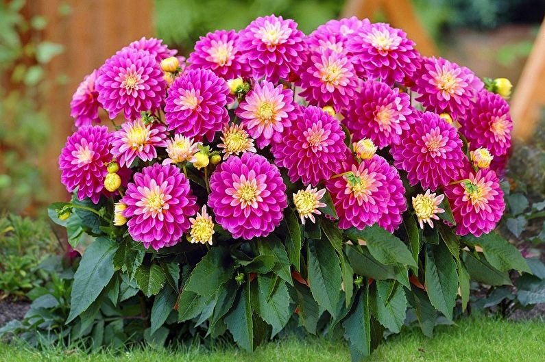 Dahlias (80 ảnh): các loại và chăm sóc