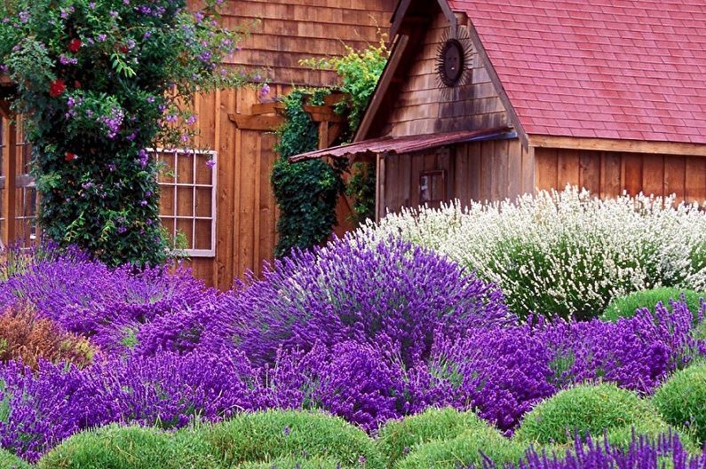 Lavanda (90 foto): tipi e cura