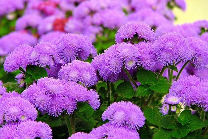 Ageratum (95 foto): tipi e cura