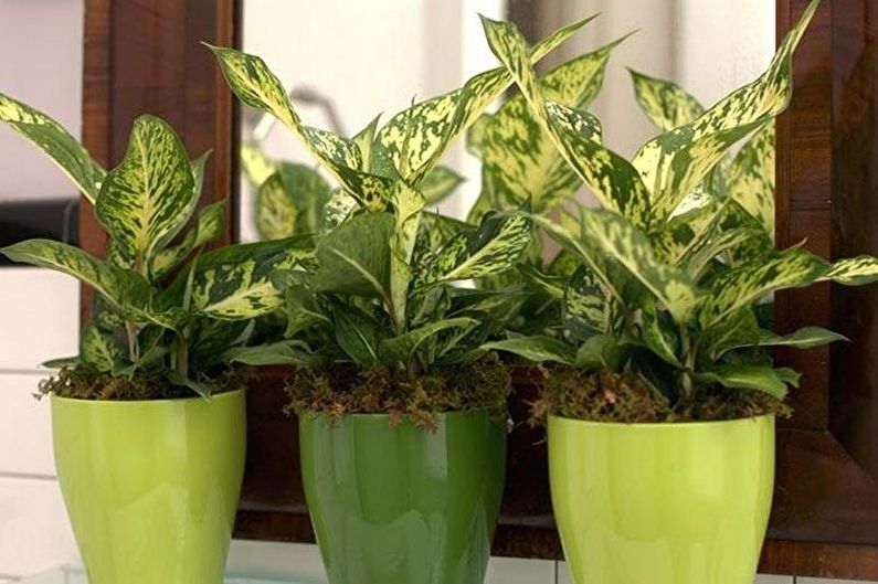 Dieffenbachia (70 ảnh): các loại và chăm sóc