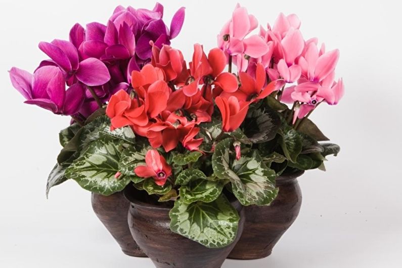 Cyclamen (90 ảnh): trồng trọt và chăm sóc