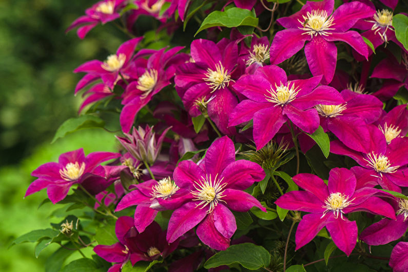 Clematis (80 fotos): tipus i cura