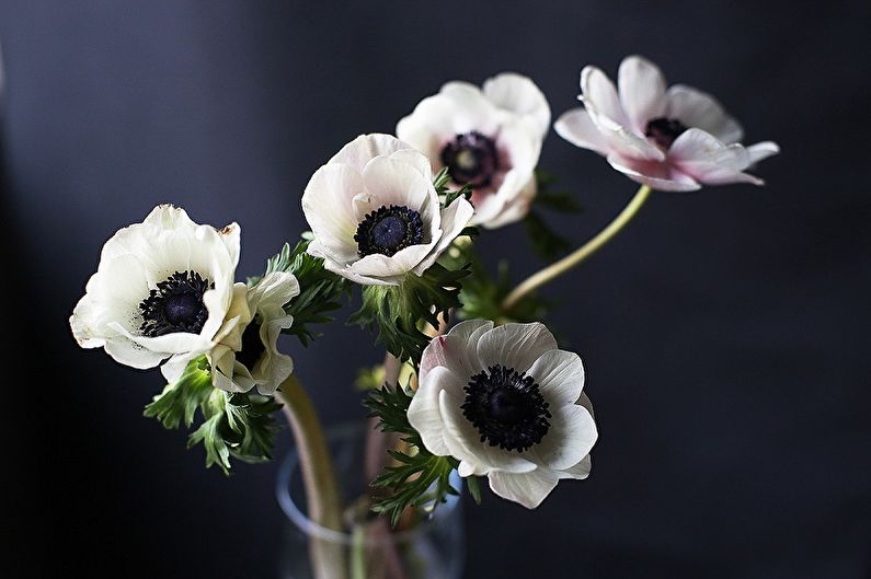 Anemones (85 foto): veidi un kopšana