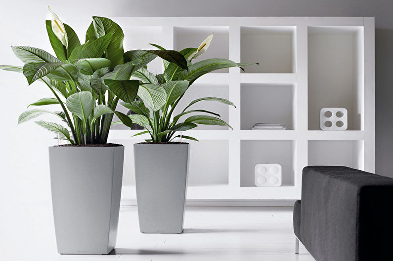 Spathiphyllum (70 foton): typer och vård