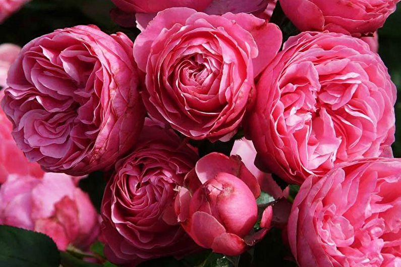 Rose Floribunda (90 Fotos): Arten und Pflege