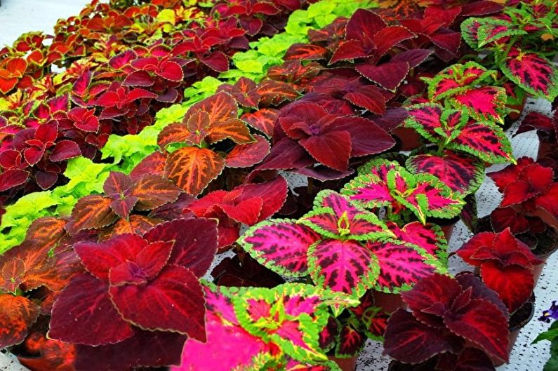 Coleus (75 photos): types et soins