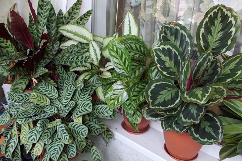 Calathea (70 fotos): typer, pleje og dyrkning