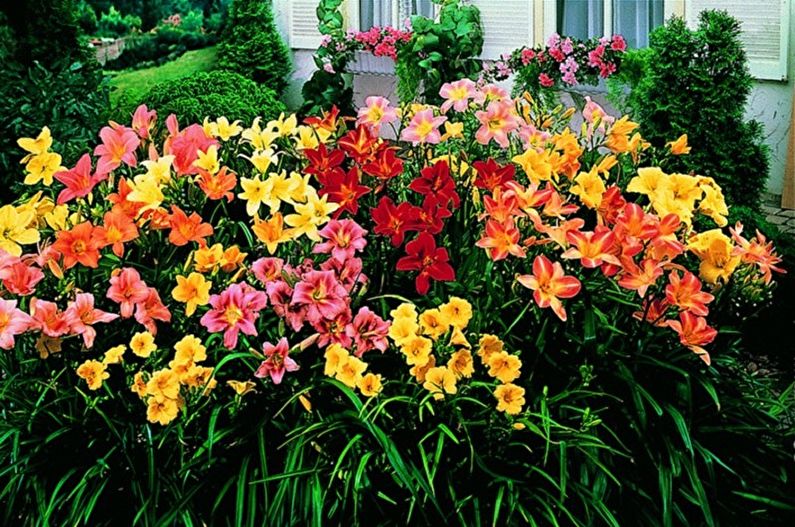 Daylily (65 ảnh): các loại và chăm sóc