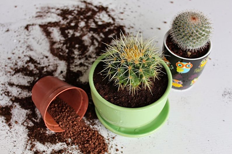 Cactus faits maison (90 photos): types, soins et arrosage