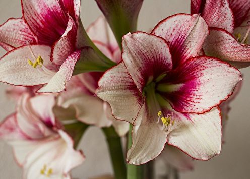 Hippeastrum (55 bilder): typer og stell